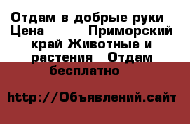 Отдам в добрые руки › Цена ­ 100 - Приморский край Животные и растения » Отдам бесплатно   